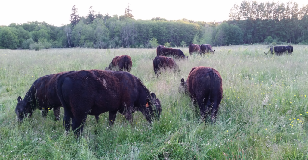 Joe's Cattle Grazing1